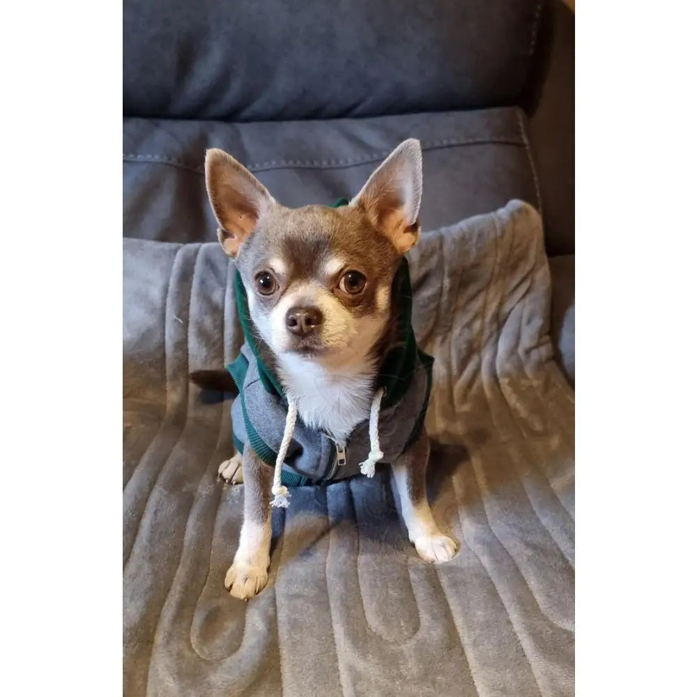 Grey & Green Sleeveless Zip Dog Hoodie - Rich Paw - 2