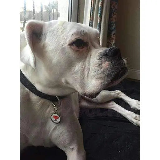 I Love Daddy Pet Id Tag - Ps Pet Tags - 2