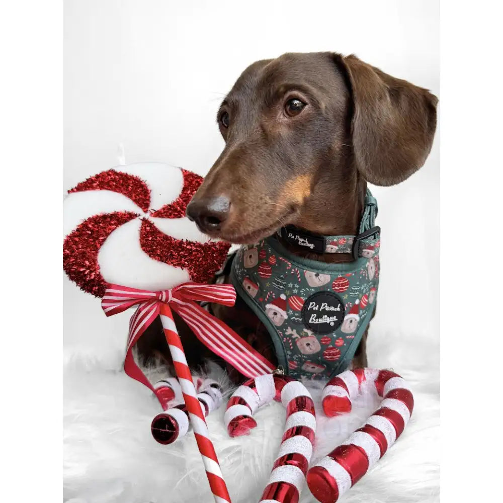 Jolly Bear Christmas Dog Collar - Pet Pooch - 3