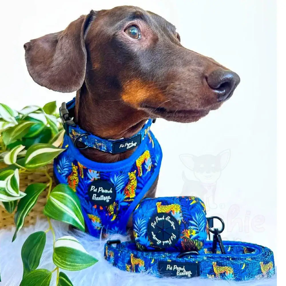 Jungle Cats Dog Collar - Pet Pooch - 2