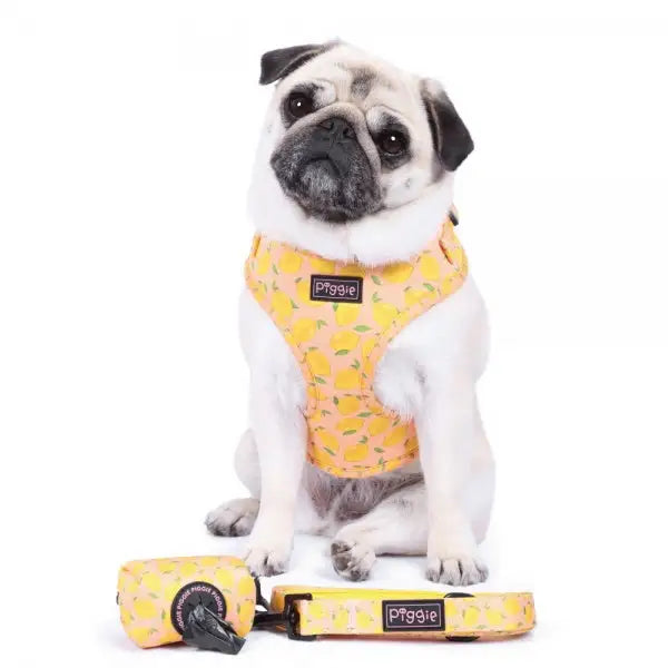 Lemon Squeeze Adjustable Dog Harness - Piggie - 5