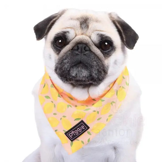 Lemon Squeeze Tie on Dog Bandana - Piggie - 2