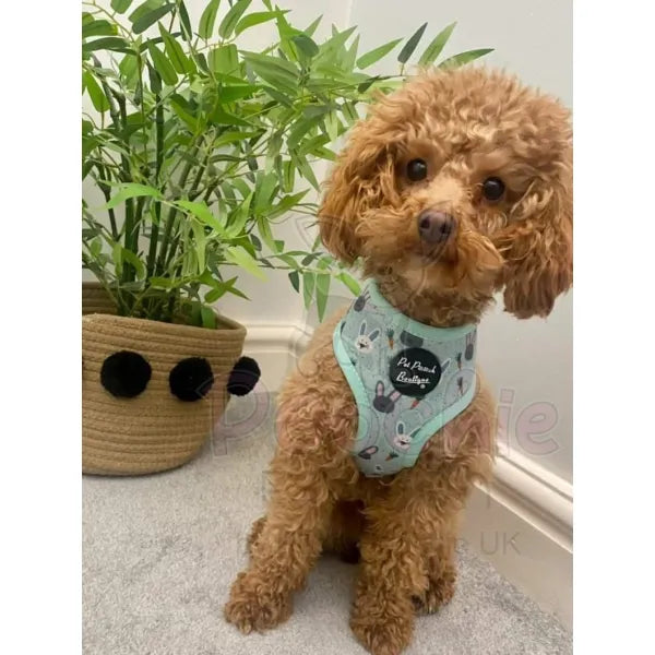 Little Bunnies Dog Harness Pet Pooch 4