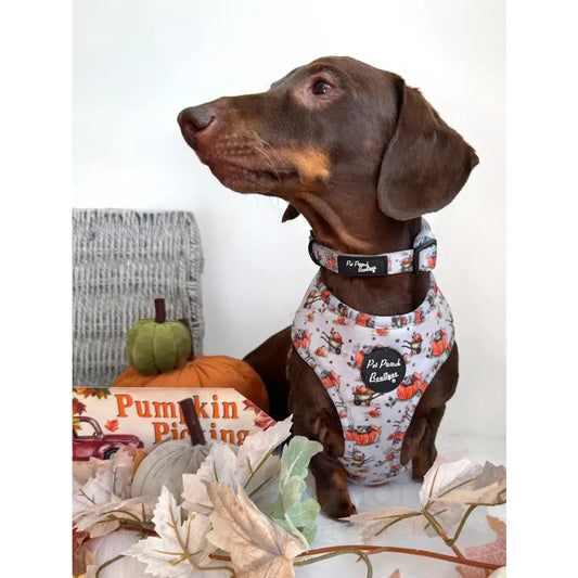 Little Pumpkin Bear Dog Collar - Pet Pooch - 2