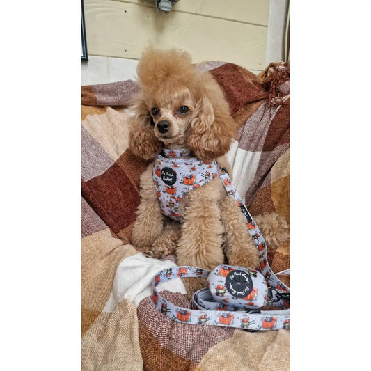 Little Pumpkin Bear Dog Poo Bag Holder - Pet Pooch - 2