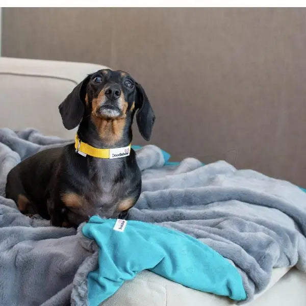 Luxury Faux Fur Dog Blanket Grey and Teal - Doodlebone - 2