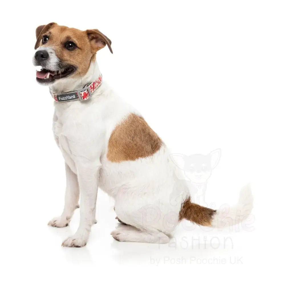 Meat Heads Dog Collar by Fuzzyard - Fuzzyard - 3