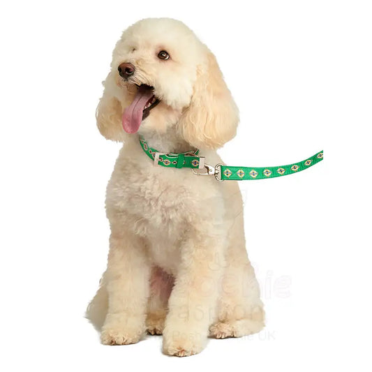 Northern Ireland Football Team Dog Lead - Sale - 2