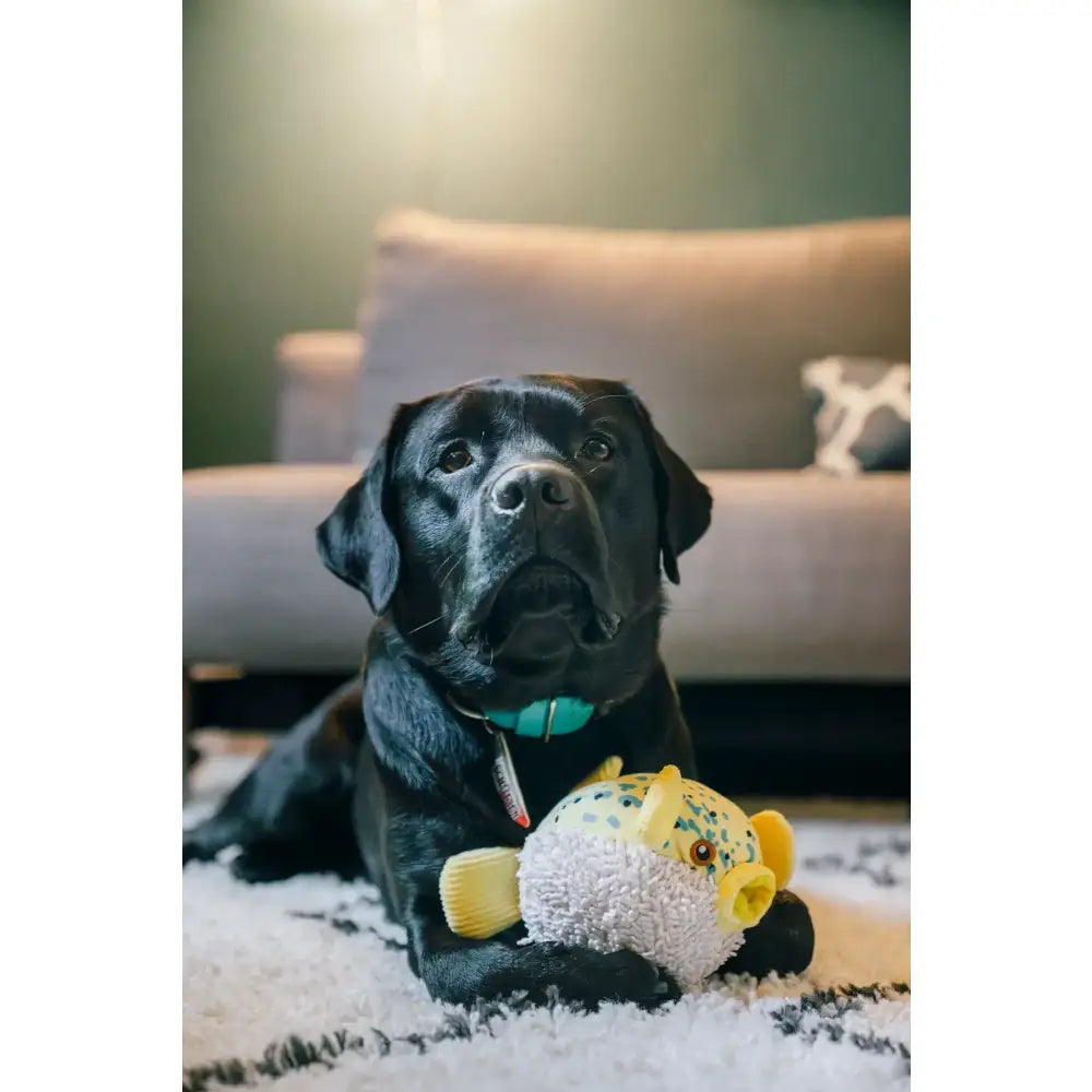 Ocean Buddies Puffer Fish Dog Toy by P.l.a.y - P.l.a.y - 5