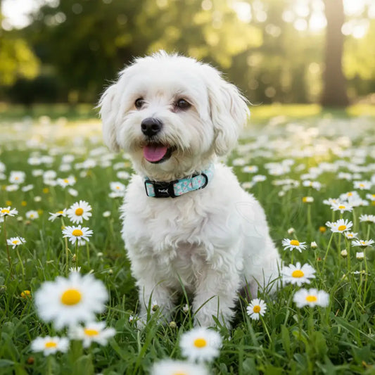 Pastel Daisy Dog Collar - Pupclub Couture - 2