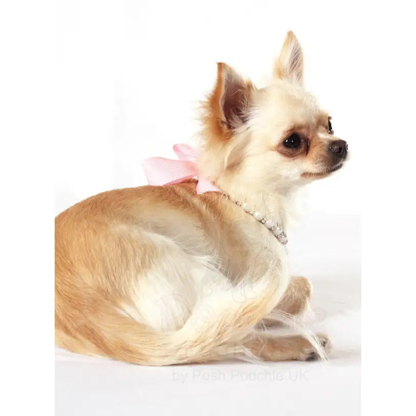 Pearl Heart Charm Pet Necklace - Urban - 3