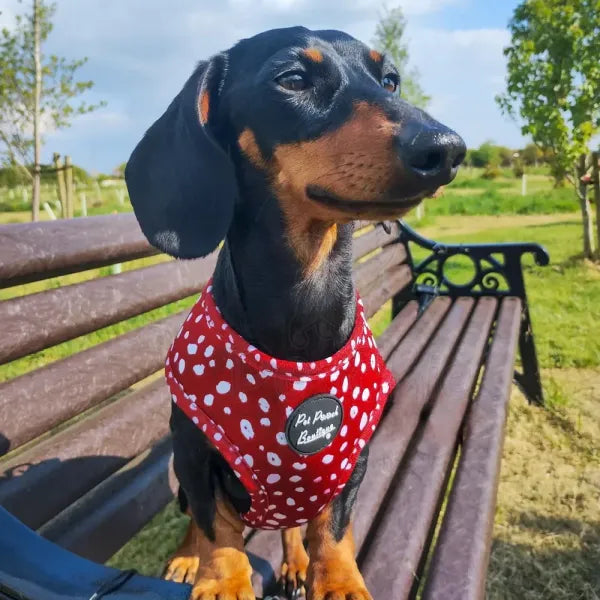 Poppy Toadstool Spots Dog Harness - Pet Pooch - 5