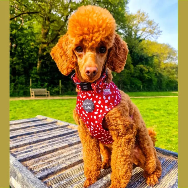 Poppy Toadstool Spots Dog Harness - Pet Pooch - 4