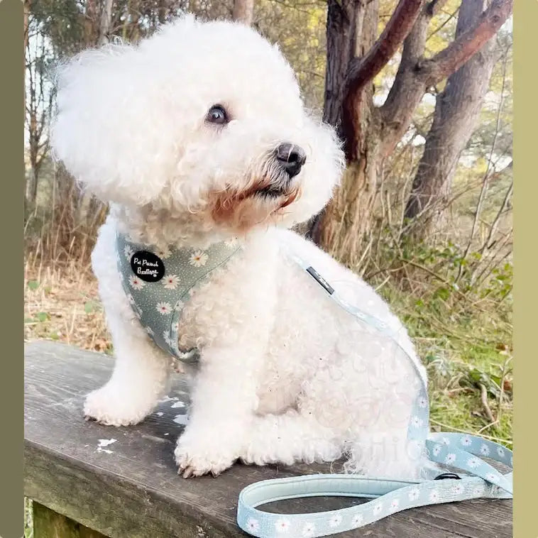 Pretty Little Daisies Dog Lead - Pet Pooch - 2