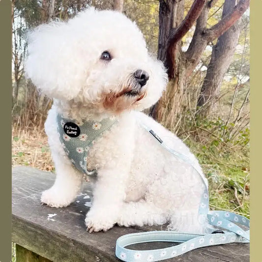 Pretty Little Daisies Dog Lead - Pet Pooch - 2