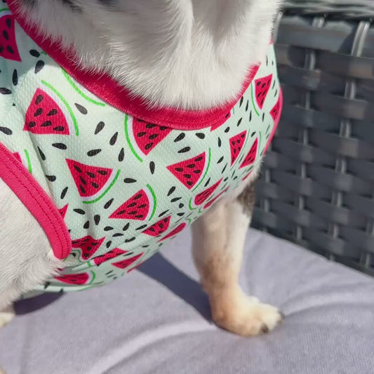 Juicy Watermelon Dog Cooling Vest
