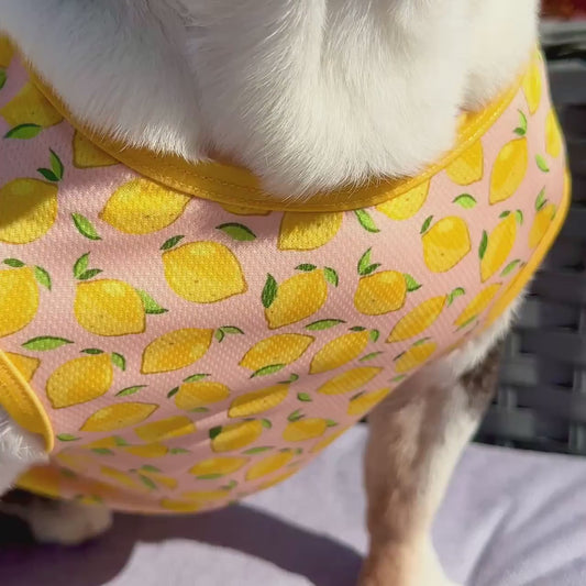 Lemon Squeeze Dog Cooling Vest