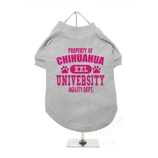 Property of Chihuahua University Dog T-shirt Grey - Urban - 2