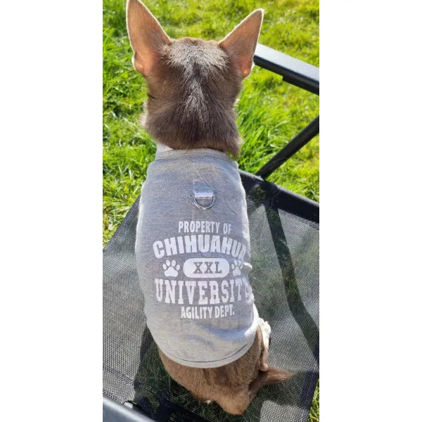 Property of Chihuahua University Harness Lined Dog T-shirt Grey - Urban - 4