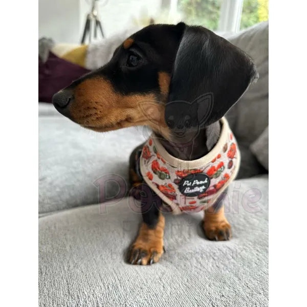 Pumpkin Harvest Dog Harness - Pet Pooch - 3