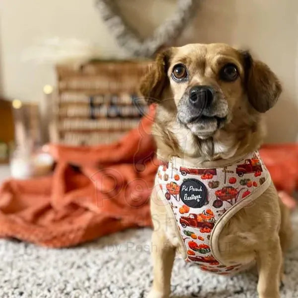 Pumpkin Harvest Dog Harness - Pet Pooch - 4