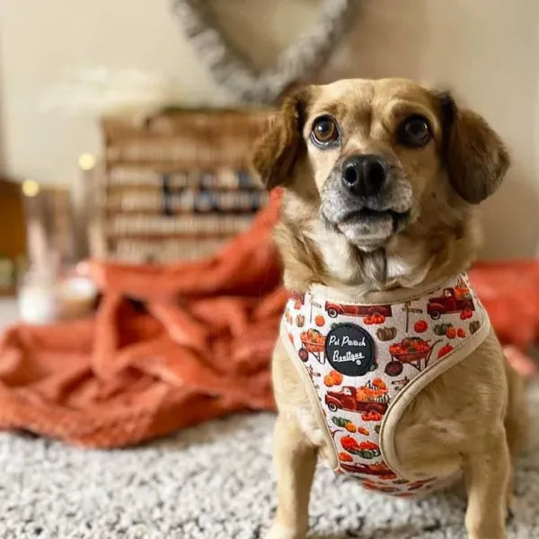 Pumpkin Harvest Patch Dog Harness - Pet Pooch - 4