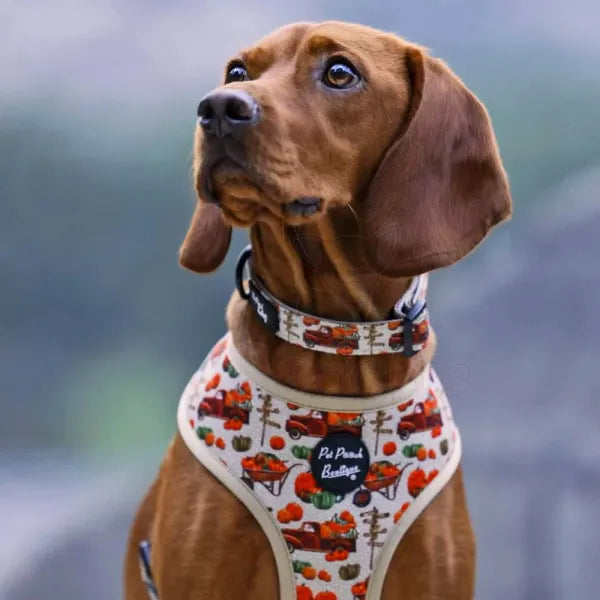 Pumpkin Harvest Patch Dog Harness - Pet Pooch - 2