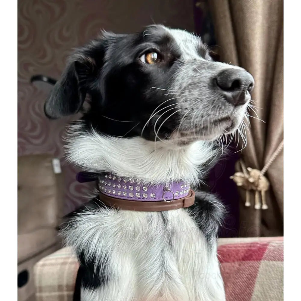 Purple Triple Rhinestone Eco-suede Dog Collar - Posh Pawz - 3