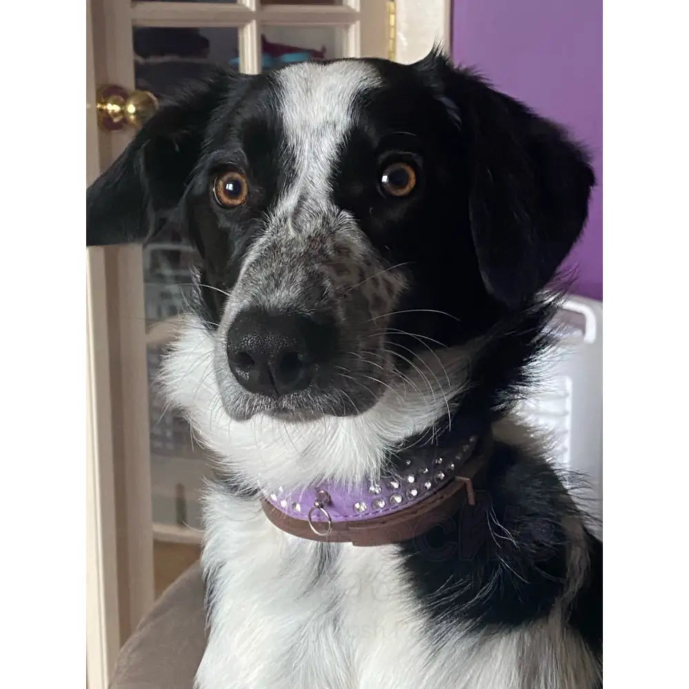 Purple Triple Rhinestone Eco-suede Dog Collar - Posh Pawz - 4
