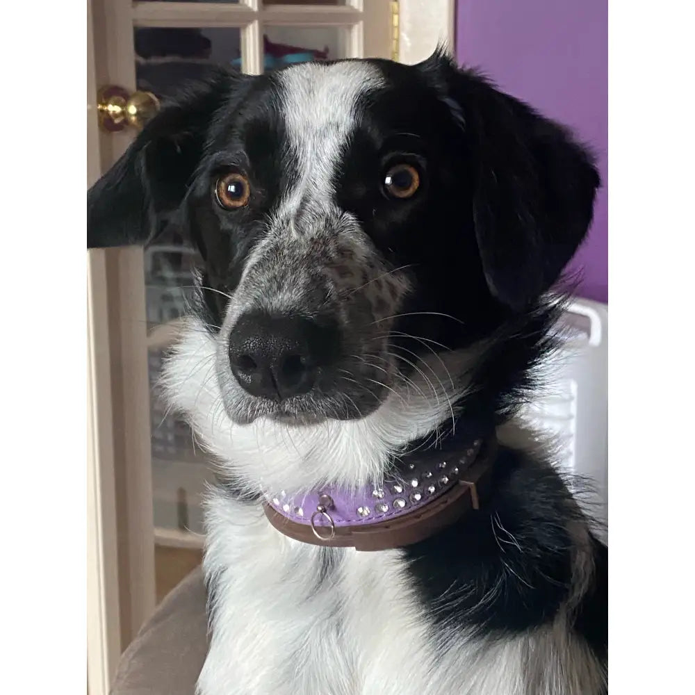 Purple Triple Rhinestone Eco-suede Dog Collar - Posh Pawz - 4