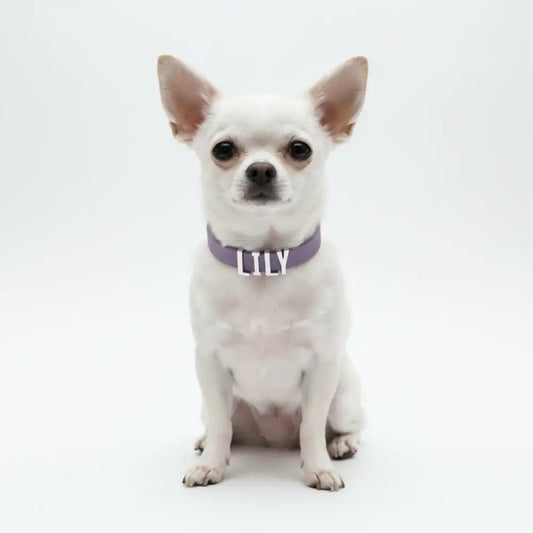 Purple Waterproof Personalised Dog Collar with Large Chrome Letters - Poochie Fashion - 2