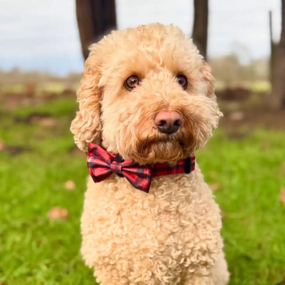 Red Tartan Dog Bow Tie - Pupclub Couture - 2