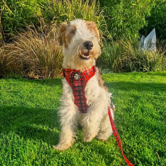 Red Tartan Dog Lead - Pupclub Couture - 2