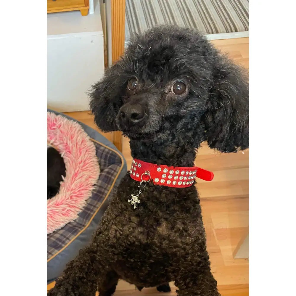 Red Triple Rhinestone Eco-suede Dog Collar - Posh Pawz - 2