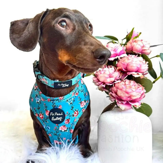 Rosie Rose Dog Collar - Pet Pooch - 2