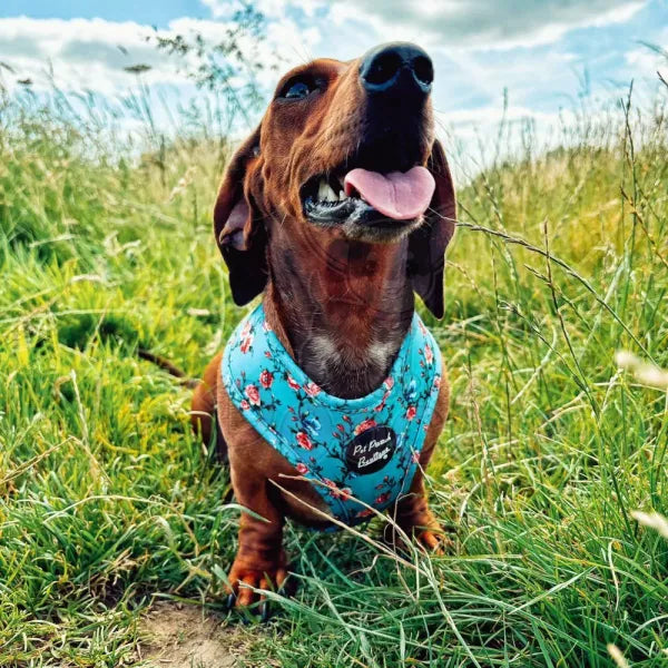 Rosie Rose Floral Dog Harness Pet Pooch 4
