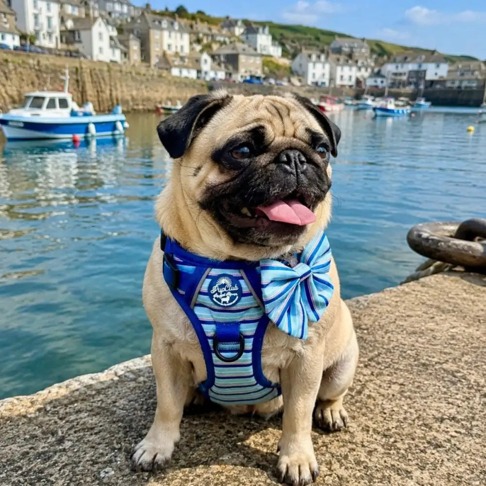 Rugged Rover™ Dog Harness - Sea Breeze Stripes - Pupclub Couture - 9
