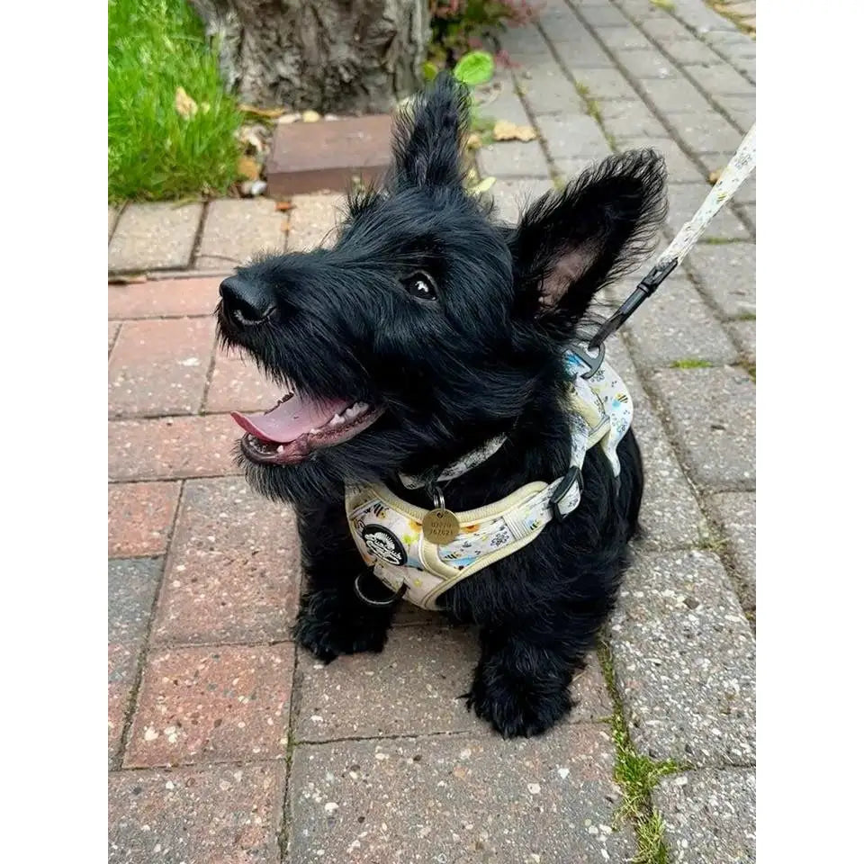 Rugged Rover™ Harness - Bee-utiful Summer - Pupclub Couture - 11