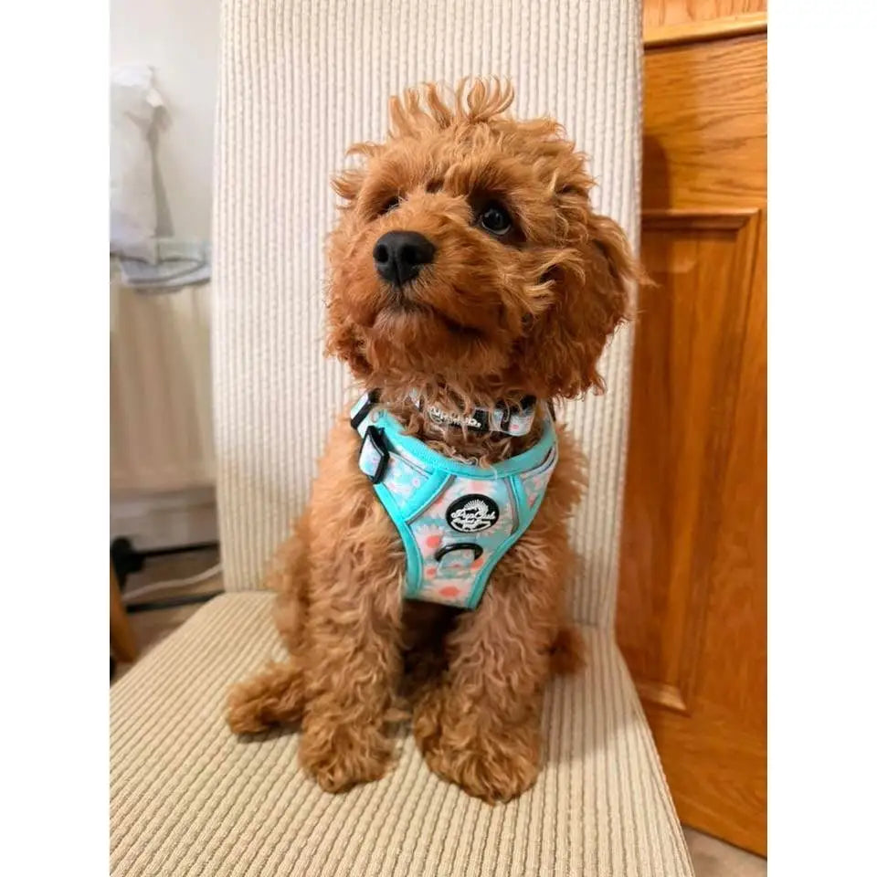 Rugged Rover™ Harness - Pastel Daisy - Pupclub Couture - 11