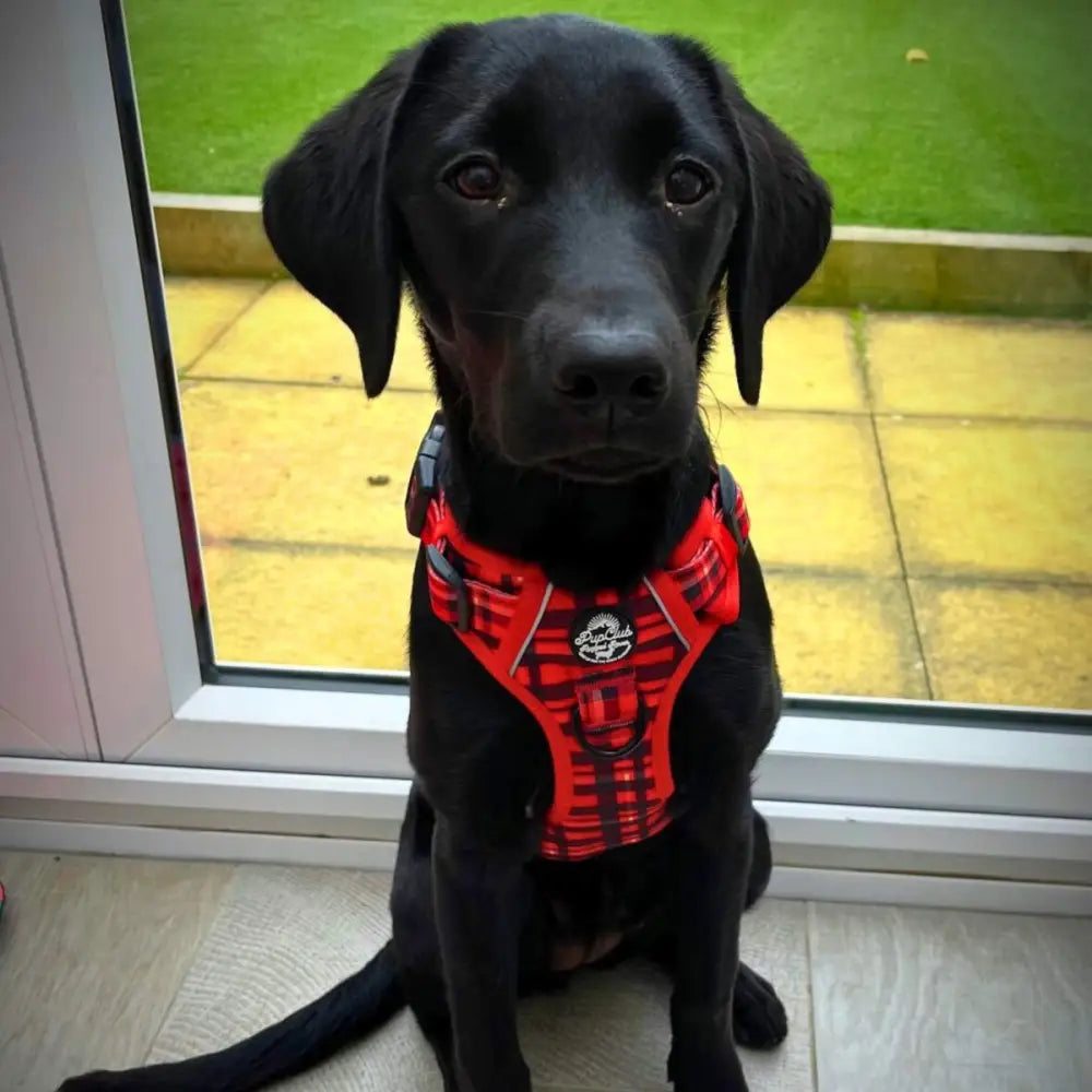 Rugged Rover™ Harness - Red Tartan - Pupclub Couture - 8