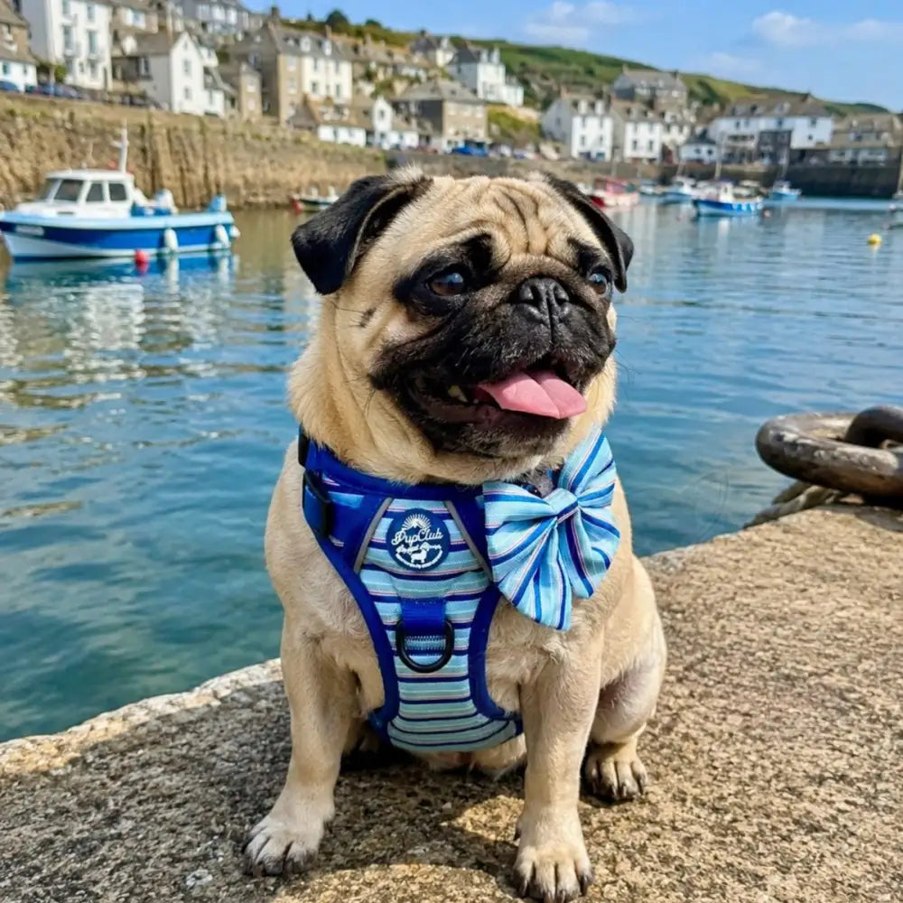 Rugged Rover™ Dog Harness - Sea Breeze Stripes - Pupclub Couture - 9