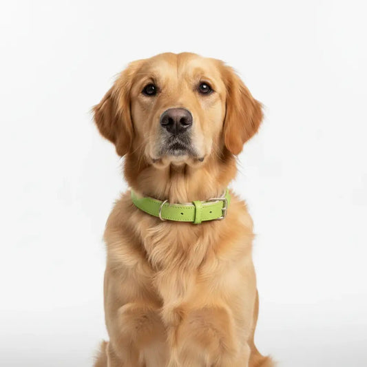 Siena Soft Genuine Leather Dog Collar in Lime - Posh Pawz - 2