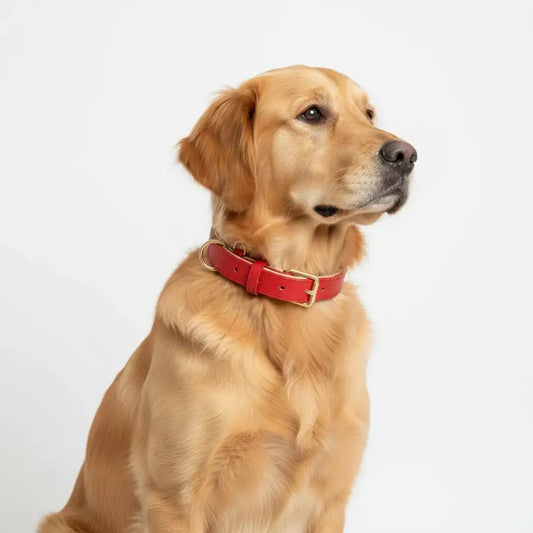 Siena Soft Genuine Leather Dog Collar in Red - Posh Pawz - 2