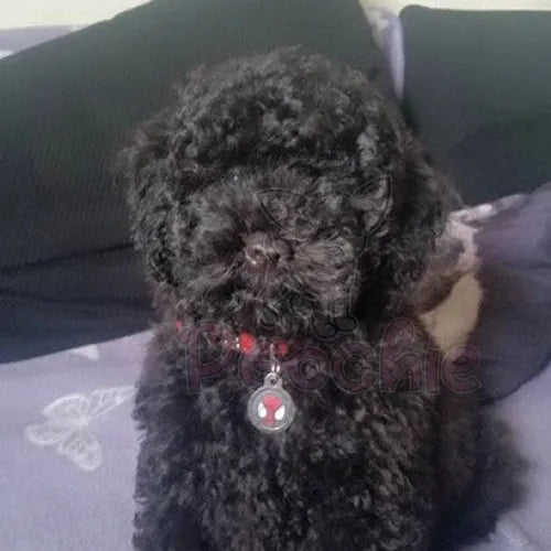 Spiderman Superhero Dog Id Tag Ps Pet Tags 2