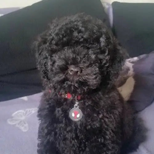 Spiderman Superhero Dog Id Tag - Ps Pet Tags - 2