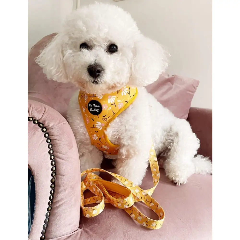 Sunshine and Daisies Puppy Dog Collar - Pet Pooch - 3