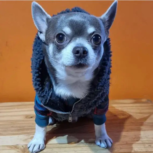 Teddy Sherpa Fleece Sleeveless Dog Zip Hoodie in Grey - Rich Paw - 2