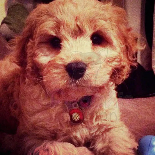 The Flash Superhero Dog Id Tag Ps Pet Tags 2