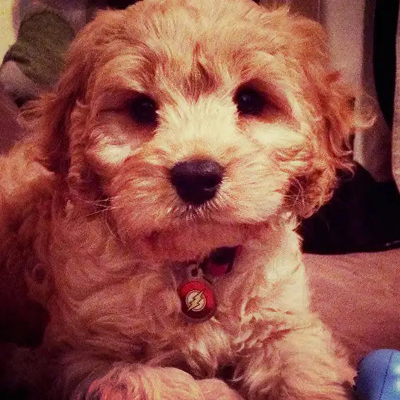 The Flash Superhero Dog Id Tag - Ps Pet Tags - 2