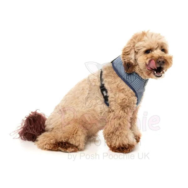 Thornbury Aegean Blue Dog Harness by Fuzzyard Fuzzyard 5